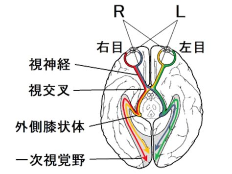 視交叉城郭|視神経の半交叉・視覚伝導路の仕組みをわかりやすく。